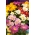 Złocień ogrodowy - Chryzantema o kwiatach pełnych - 120 nasion