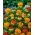 Krokosz barwierski - kolorowa mieszanka - 44 nasion