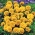 Aksamitka rozpierzchła – Yellow Fire - 350 nasion