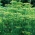 Koper ogrodowy Tetra - najlepszy na wczesny, zielony zbiór - 2800 nasion