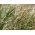Wiechlina łąkowa gazonowa Evora - 5 kg