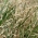 Wiechlina łąkowa gazonowa Evora - 5 kg