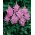 Tawułka Amethyst - fioletoworóżowa
