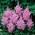 Tawułka Amethyst - fioletoworóżowa