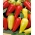 Papryka Monanta - spiczasta, czerwona, żółtoczerwona lub żółta, gruntowa i do tuneli