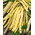 Fasola Goldelfe - szparagowa, żółtostrąkowa, tyczna