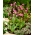 Bożykwiat Meada - jasnoróżowy - Queen Victoria - 1 szt.