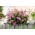 Pelargonia bluszczolistna Fuchsia F1 - fioletowa