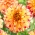 Dalia Lady Darlene - ogromne kwiaty - 1 karpa