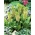 Eukomis dwubarwny - Eucomis bicolor - 2 cebule