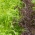 Mizuna - mieszanka odmian - Baby Leaf - 250 nasion