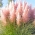 Trawa pampasowa różowa - sadzonka