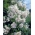 Lilak biały - sadzonka w pojemniku C1