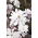Magnolia Loebnera Merrill - sadzonka w pojemniku C1