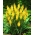 Kniphofia żółta  - sadzonka w doniczce