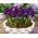 Irys botaniczny - Purple Hill - 10 cebulek