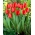 Tulipan Red Impression - duża paczka! - 50 szt.