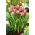 Tulipan Design Impression - duża paczka! - 50 szt.