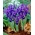 Irys botaniczny - Pixie - 10 cebulek