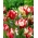 Tulipan Estella Rijnveld - 5 cebulek