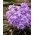 Śnieżnik lśniący fioletowy - Chionodoxa Violet Beauty - 10 cebulek