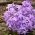 Śnieżnik lśniący fioletowy - Chionodoxa Violet Beauty - 10 cebulek