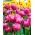 Tulipan Abigail - 5 cebulek
