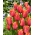 Tulipan Amazing Parrot - 5 cebulek