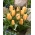 Tulipan Batalinii Bright Gem - duża paczka! - 50 szt.