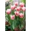 Tulipan Bell Song - 5 cebulek