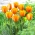 Tulipan Blushing Apeldoorn - duża paczka! - 50 szt.