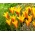 Tulipan Chrysantha Tubergen's Gem - duża paczka! - 50 szt.