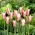 Tulipan Clusiana Lady Jane - 5 cebulek