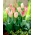 Tulipan Flaming Purissima - duża paczka! - 50 szt.
