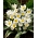 Tulipan Polychroma - 5 cebulek