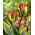 Tulipan Rasta Parrot - 5 cebulek