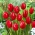 Tulipan Temptation - 5 cebulek