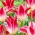 Tulipan Whispering Dream - duża paczka! - 50 szt.