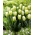 Tulipan Green Spirit - 5 cebulek