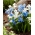 Cebulica syberyjska - zestaw niebiesko-biały - 100 szt.