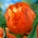 Tulipan Orange Favourite - 5 cebulek