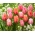 Impression - zestaw 3 odmian tulipanów - 45 szt.