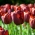 Tulipan Dom Pedro - 5 cebulek