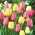Zestaw tulipanów w kolorze kremowym i różowym - 50 szt.