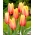 Tulipan Blushing Beauty - duża paczka! - 50 szt.
