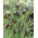 Szachownica Elwesa - Fritillaria elwesii - duża paczka! - 50 szt.