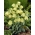 Szachownica bladokwiatowa - Fritillaria pallidiflora - duża paczka! - 10 szt.