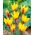 Tulipan Chrysantha - duża paczka! - 50 szt.