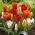 Tulipan botaniczny - niski - mix kolorów - duża paczka! - 50 szt.