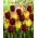 Tulipan Suncatcher + National Velvet - zestaw 2 odmian - 50 szt.